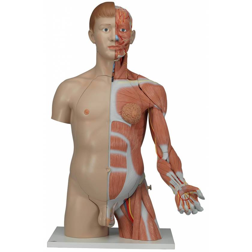 B Scientific B Deluxe Dual Sex Torso With Muscular Arm Part