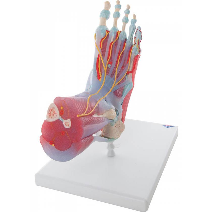 B Smart Anatomy Foot Skeleton With Ligaments And Muscles Model M