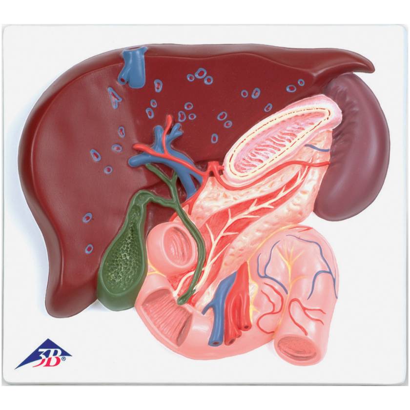 B Scientific VE Liver With Gall Bladder Pancreas Duodenum Model
