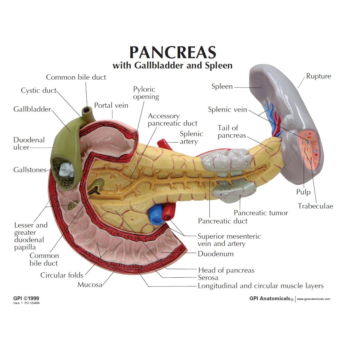 Ppt Anatomy Of The Duodenum Pancreas And Spleen Powerpoint Sexiz Pix