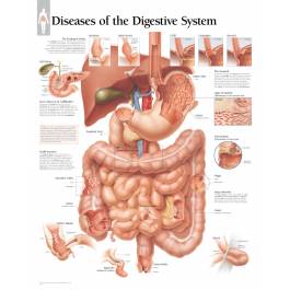 Scientific Publishing Diseases of the Digestive System Chart