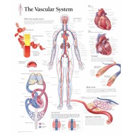 Scientific Publishing The Vascular System Chart
