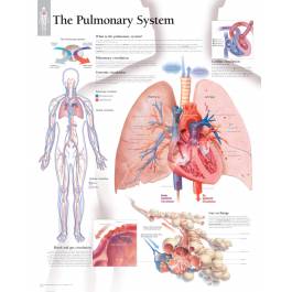 Scientific Publishing The Pulmonary System Chart