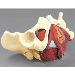 Composite Pelvis and Pelvic Floor Model 267A