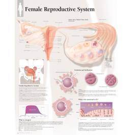 Scientific Publishing Female Reproductive System Chart