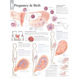 Scientific Publishing Pregnancy and Birth Chart