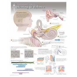 Scientific Publishing 8210L Hearing & Balance Chart Laminated