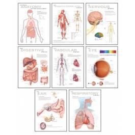 Scientific Publishing CHART-8 Pack of 8 Human Anatomy Charts