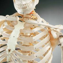 Numbered Budget Bucky Skeleton Anatomical Chart Company CH10N