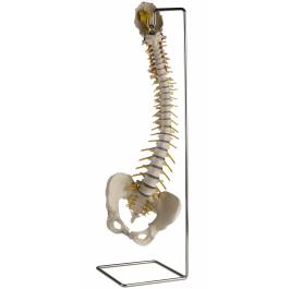 Denoyer Geppert SP58F Flexible Spine with Female Pelvis without Femur Heads