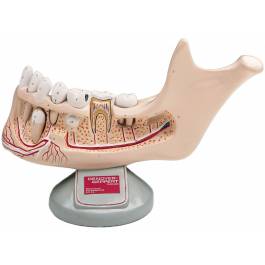 Denoyer Geppert Lower Jaw of Preadolescent with Removable Teeth