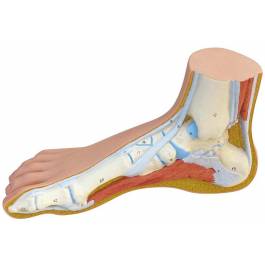 3B Scientific M30 Normal Foot Model