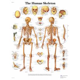 3B Scientific The Human Skeleton Chart