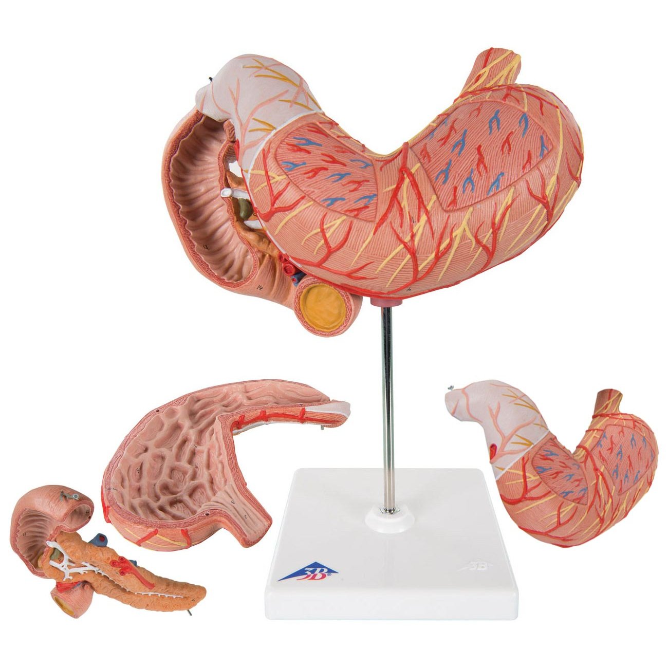 Stomach Model 3 Part 3B Scientific K16