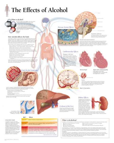 The Effects of Alcohol Chart