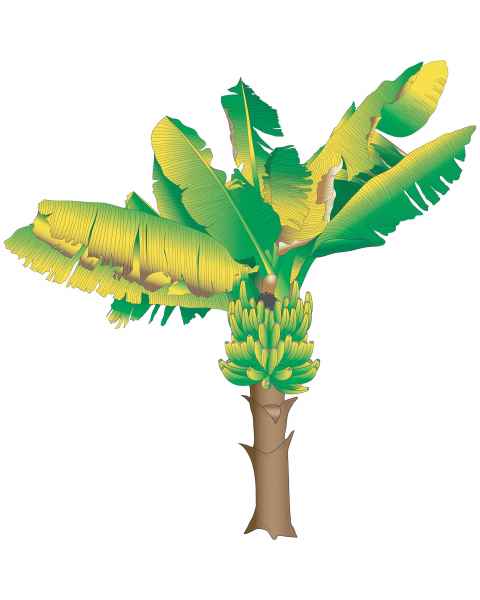 Clinton Wall Sticker - Banana Tree