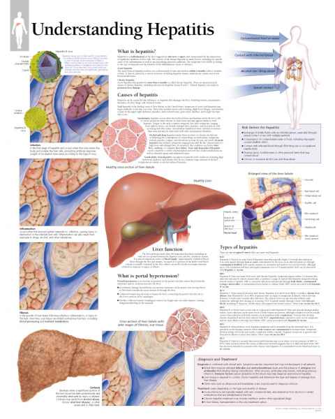 Understanding Hepatitis Chart