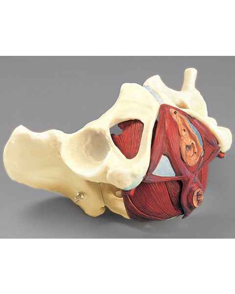 Composite Pelvis and Pelvic Floor Model