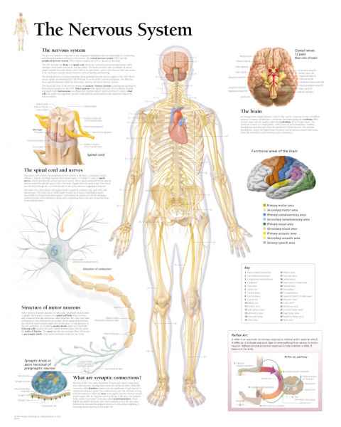 The Nervous System Chart