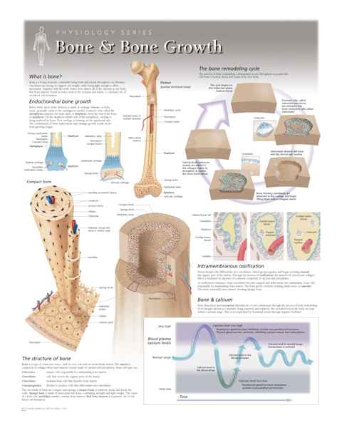 Bone & Bone Growth Laminated