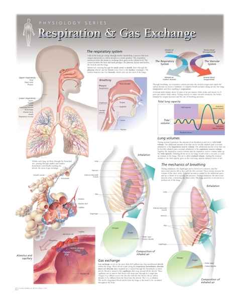 Respiration & Gas Exchange Laminated