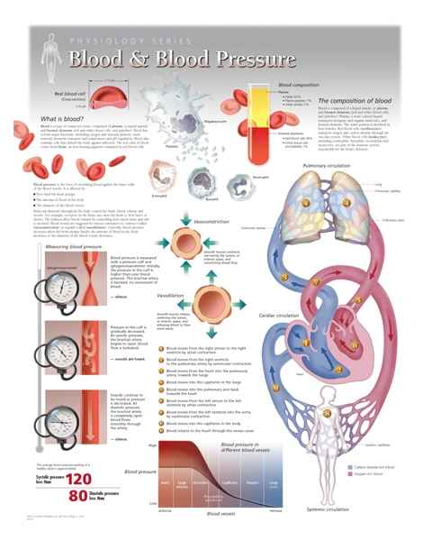 Blood & Blood Pressure Laminated