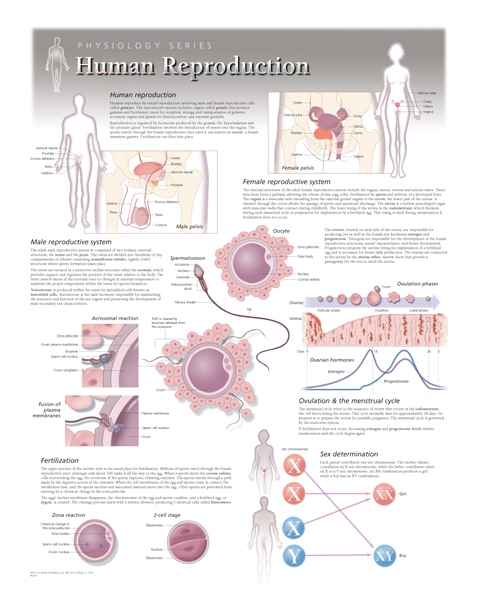 Human Reproduction Laminated