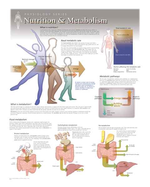 Nutrition & Metabolism Laminated