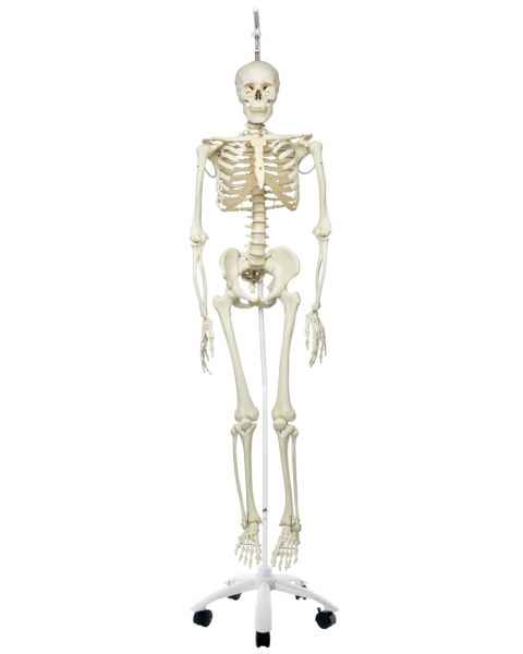 Phil the Physiological Flexible Skeleton on Hanging Roller Stand