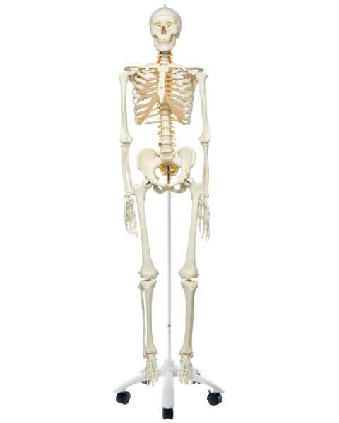 Fred the Flexible Skeleton with Flexible Foot & Hand Wire Mounted