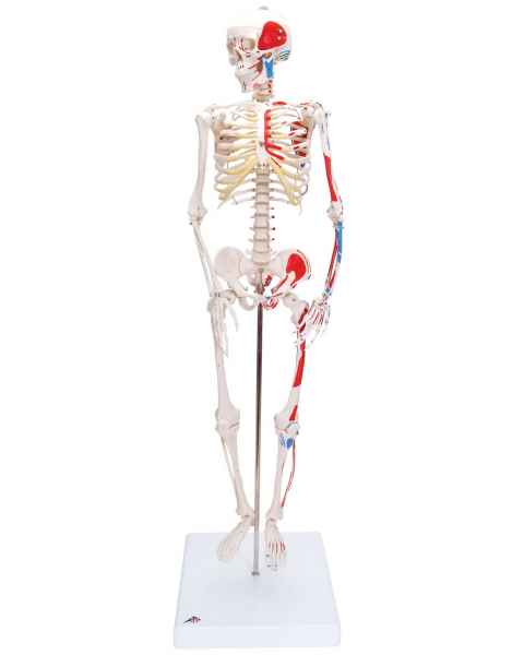 Mini Skeleton with Painted Muscles on Pelvic Mounted Base