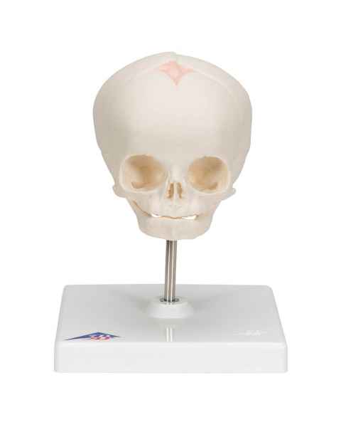 3B Scientific A26 Fetal Skull on Stand - 30th Week of Pregnancy - 3B Smart Anatomy