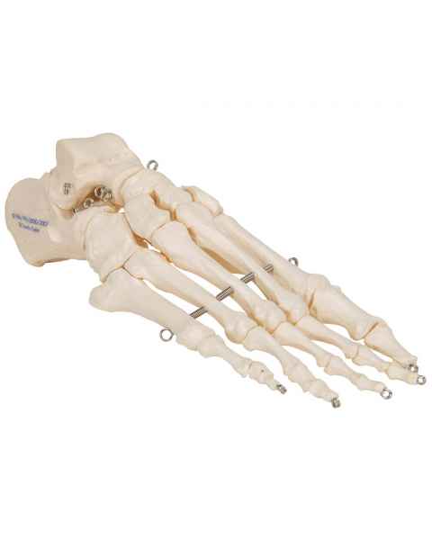 3B Scientific A30 Foot Skeleton Mounted on Wire - 3B Smart Anatomy