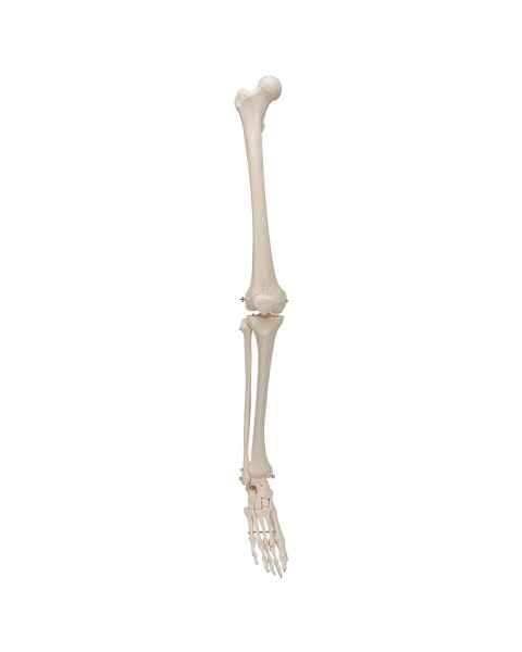 3B Scientific A35 Leg Skeleton with Foot - 3B Smart Anatomy