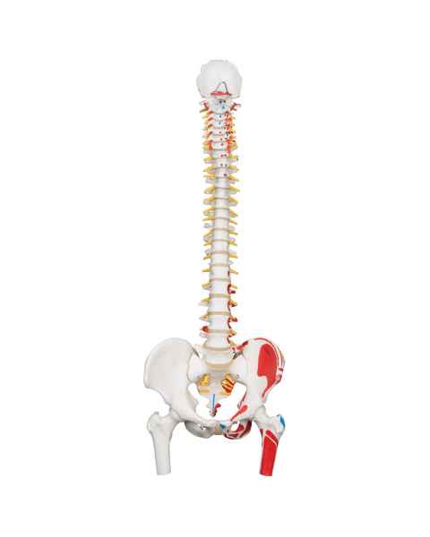 3B Scientific A58-3 Classic Flexible Spine with Femur Heads and Painted Muscles - 3B Smart Anatomy