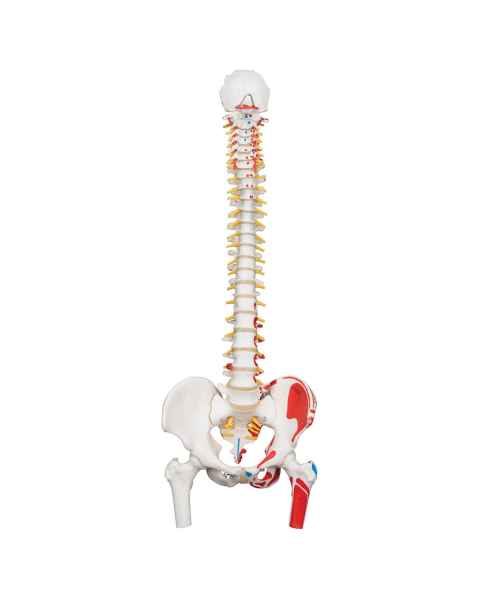 3B Scientific A58-4 Classic Flexible Spine with Female Pelvis - 3B Smart Anatomy