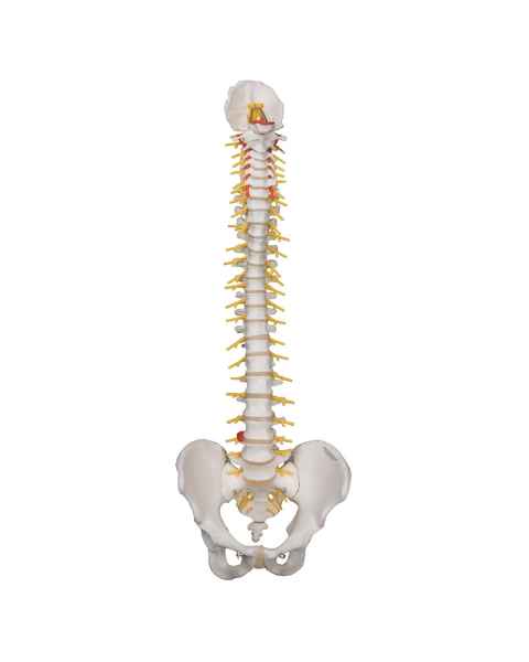 3B Scientific A58-5 Deluxe Flexible Spine with Brain Stem & Opened Sacrum - 3B Smart Anatomy