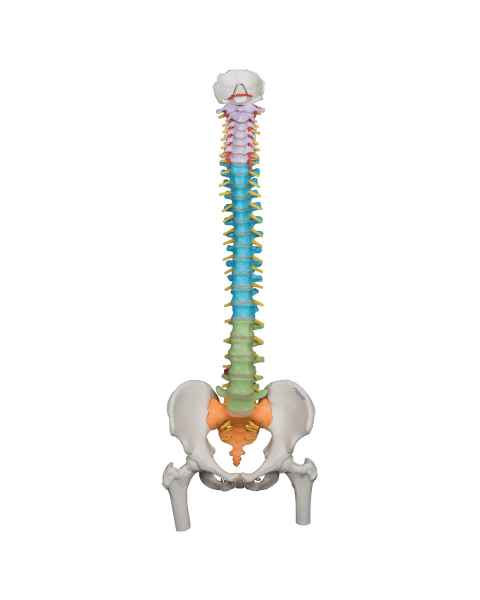 3B Scientific A58-9 Didactic Flexible Spine Model With Femur Heads - 3B Smart Anatomy