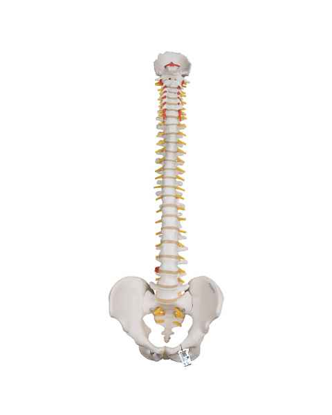 Highly Flexible Spine Model