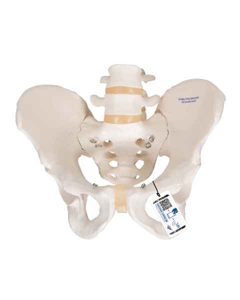 Model A60 Male Pelvic Skeleton - 3B Smart Anatomy