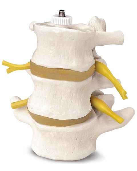 3 Lumbar Vertebrae Flexibly Mounted