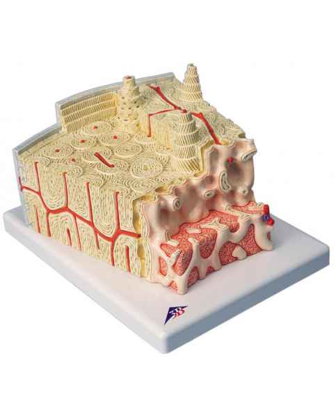 MICROanatomy Bone Structure Model - Enlarged 80 Times