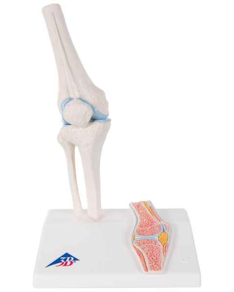 Mini Knee Joint with Cross Section of Bone - On Base