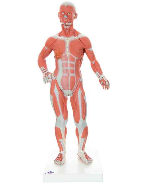 1/4 Life-Size Muscle Figure 2-Part