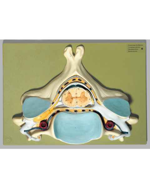 Fifth Cervical Vertebra