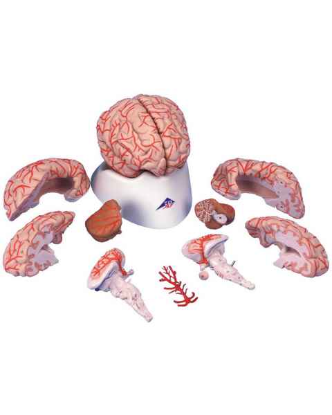Deluxe Brain with Arteries Model 9-Part
