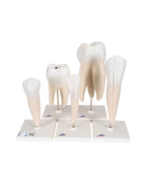 Classic Tooth Model Series