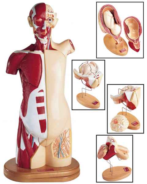ISKO® Anatomical Life Size (85cm length) Unisex Human Torso Model in 24  Parts with Interchangeable Reproductive System in Fiber Glass Material. 85  cm length : : Industrial & Scientific