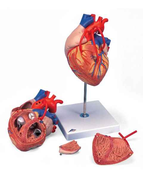 Heart Model with Bypass 2 Times Life-Size 4-Part