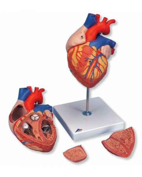 Heart Model 2 Times Life-Size 4-Part